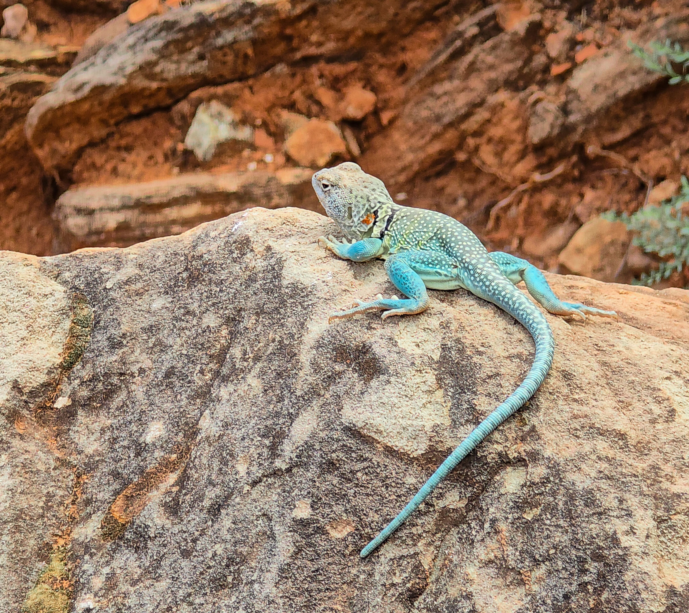 Collared Lizard