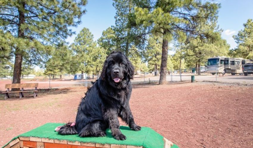 A large black dog sits on an agility obstacle within a wooded dog park