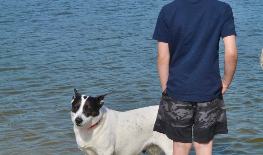  A black and white dog stands in the water next to a boy wearing a t-shirt and shorts