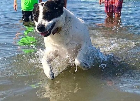 A black and white swimming dog is captured just as it jumps out of the water.