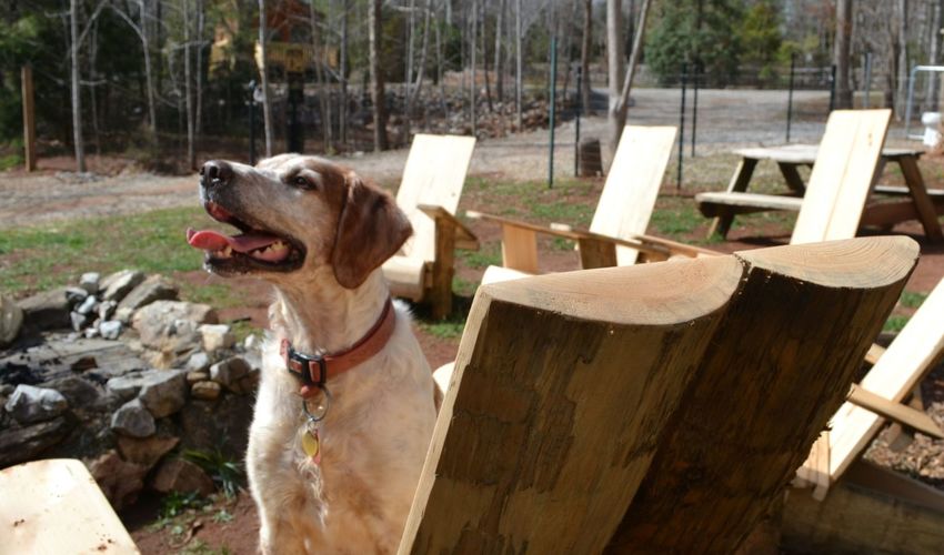 A dog sits on a wood chair next to a campground fire pit and looks up to the side