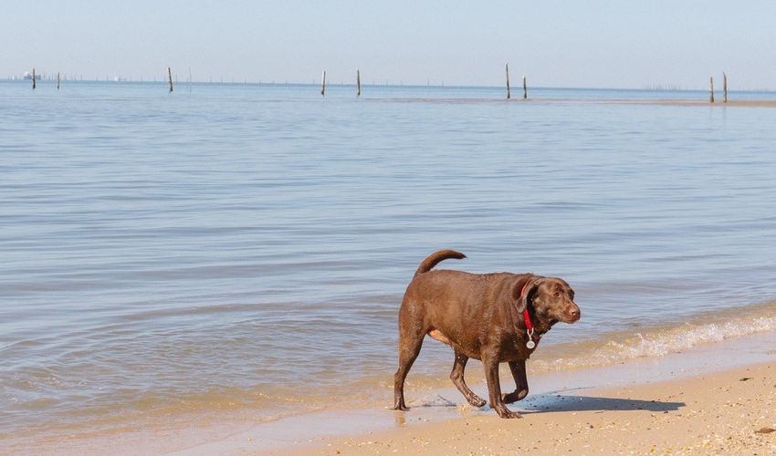 A large brown dog is walking out of the water and onto a beach