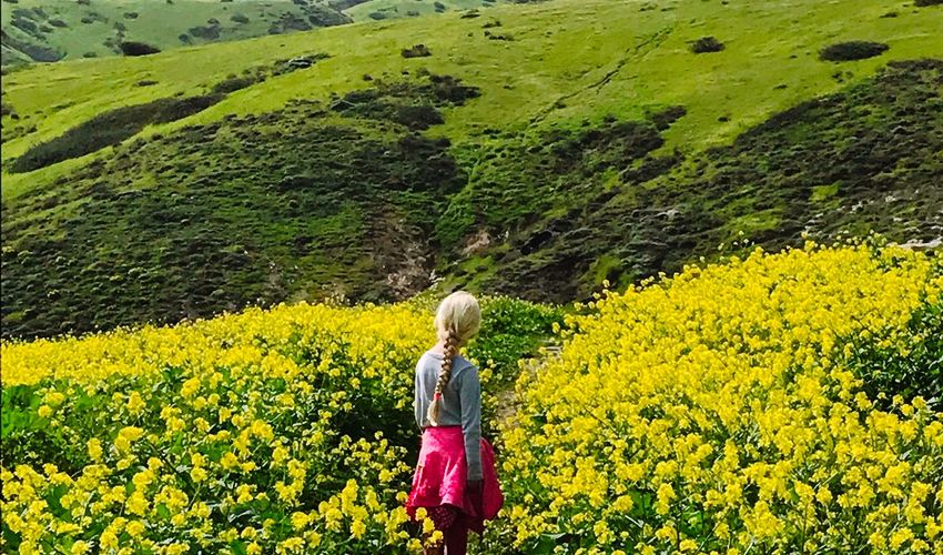  A child with a long braid stands in a field of bright yellow flowers with rolling green hills in the background.