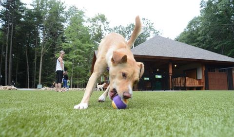 Close-up of a dog picking up a ball from a well-manicured lawn, while a woman watches in the background